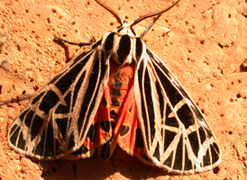 Virgo Tiger